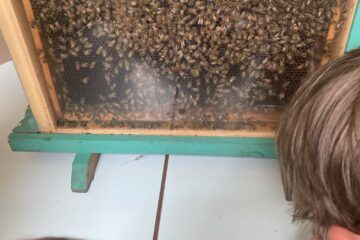 abeilles ruche vitrée pédagogique